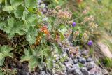 Geranium platypetalum. Цветущее и плодоносящее растение. Кабардино-Балкария, Эльбрусский р-н, пик Терскол, ≈ 2400 м н.у.м., каменистый склон. 22.08.2023.