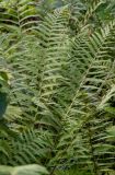 Dryopteris filix-mas