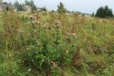 Eupatorium cannabinum