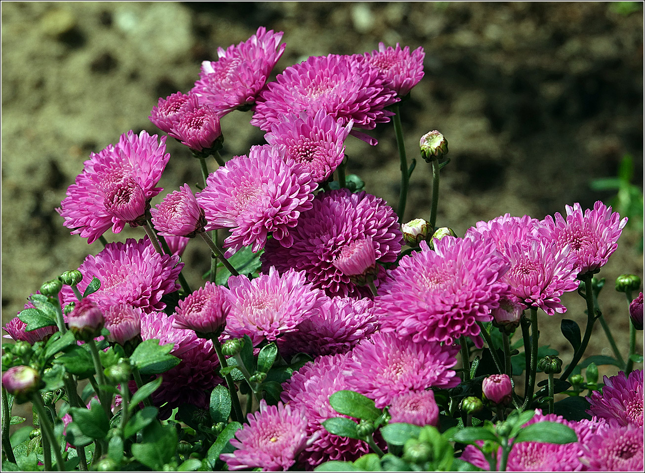 Image of Chrysanthemum indicum specimen.