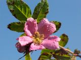 genus Rosa. Цветок и лист в каплях росы. Нижегородская обл., Володарский р-н, окр. пос. Дубки; берег р. Ока, заросли Rosa. 15.09.2023.