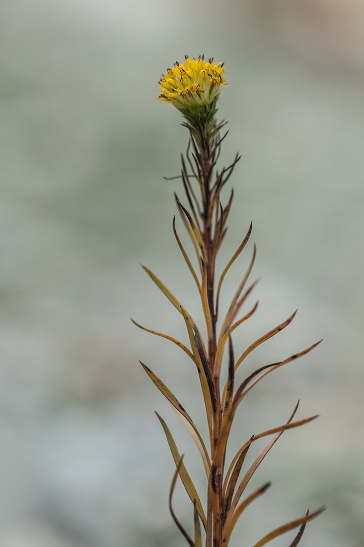 Image of genus Galatella specimen.