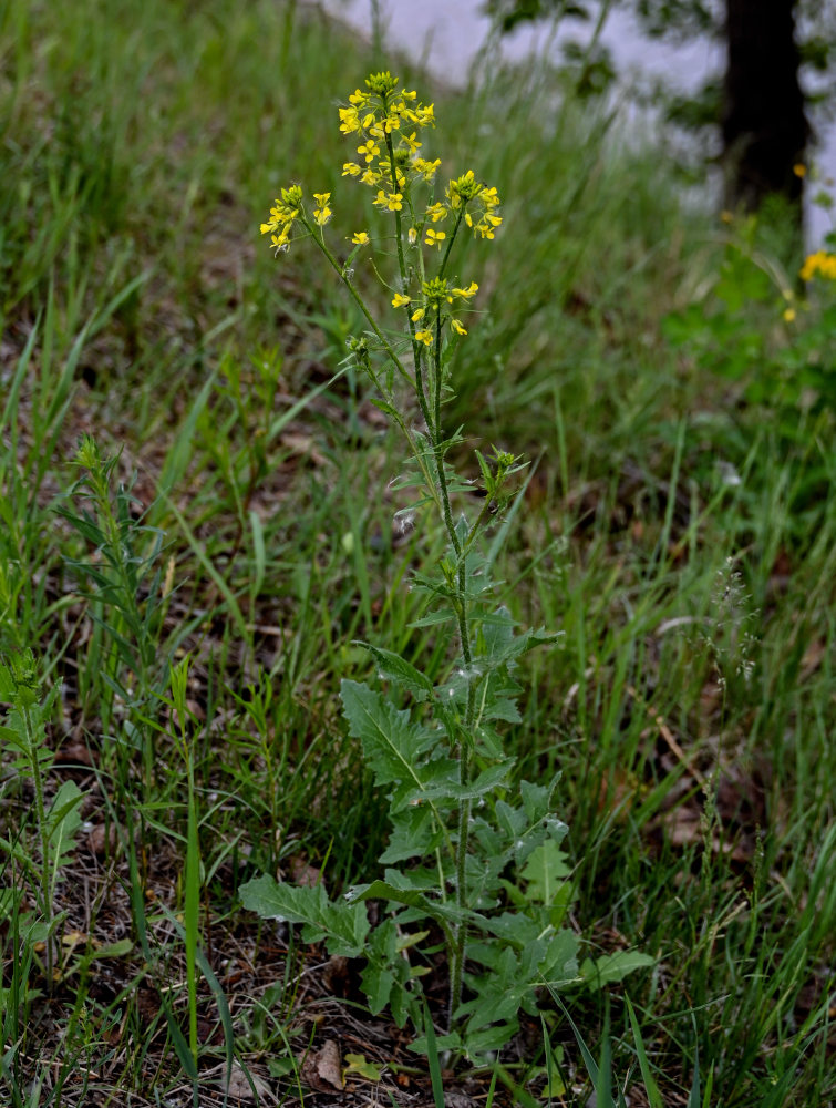 Image of Sisymbrium loeselii specimen.