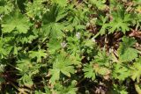 Geranium pusillum