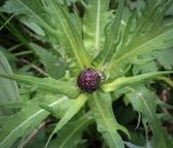 Cirsium heterophyllum. Нераспустившееся соцветие-корзинка и листья. Пермский край, Кунгурский р-н, правый берег р. Сылва, ур. Камень Ермак, берёзово-сосновый лес, сырой луг. 11.06.2023.