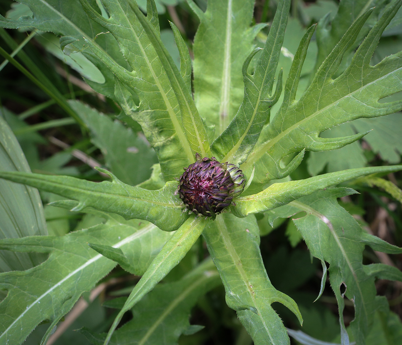 Изображение особи Cirsium heterophyllum.