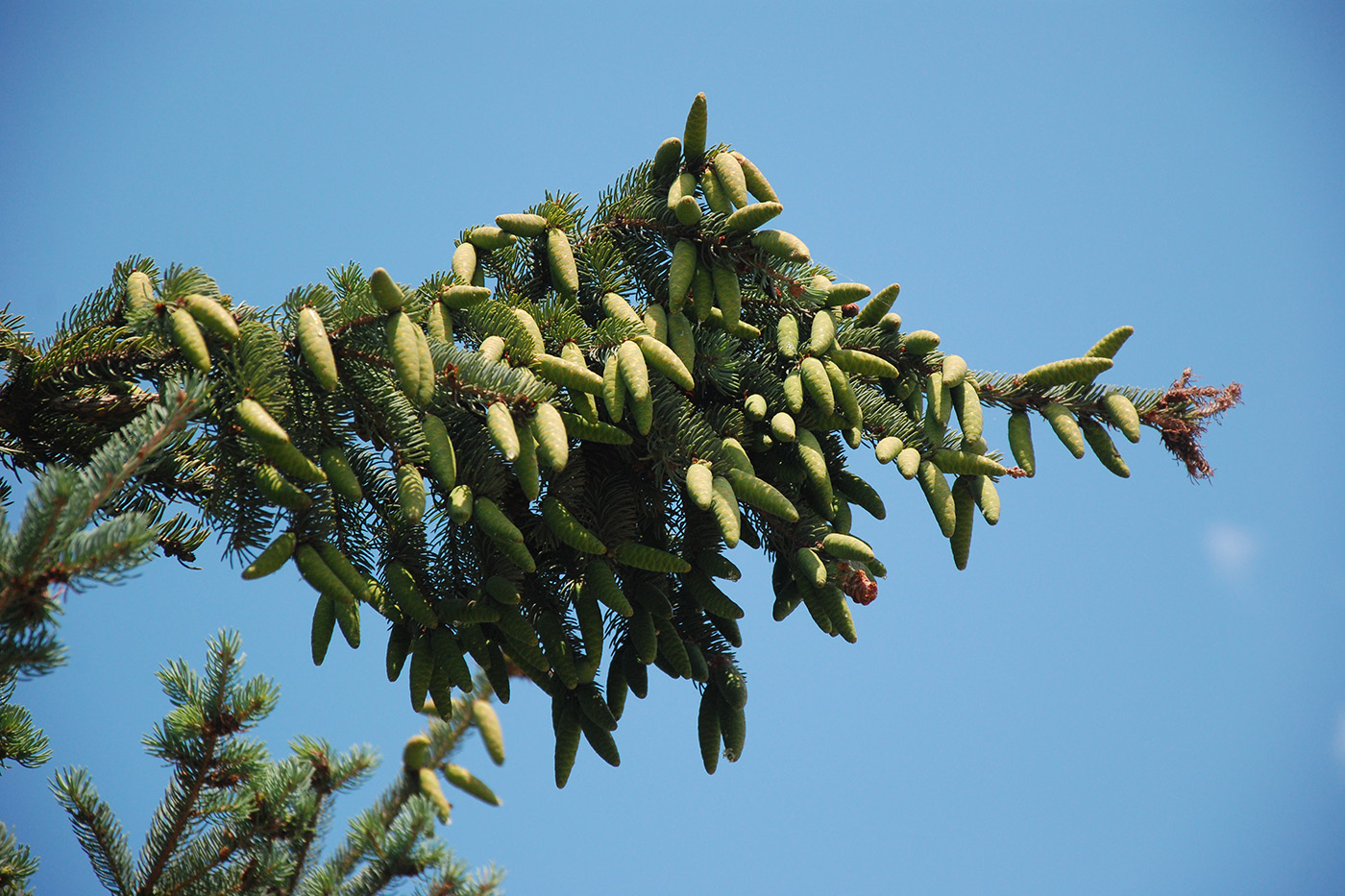 Image of genus Picea specimen.