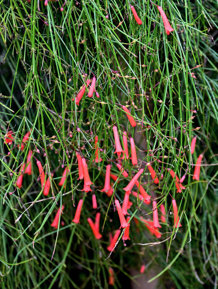 Image of Russelia equisetiformis specimen.