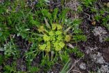 Chamaesciadium acaule. Расцветающее растение. Армения, обл. Арагацотн, гора Арагац, берег оз. Кари, ≈ 3200 м н.у.м., альпийский луг. 20.06.2022.