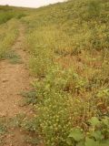 Pulicaria vulgaris. Заросли цветущих растений на склоне временого водотока. Казахстан, Актюбинская обл., зимовка Таскора (по топооснове 200k - L40-05). 1 июля 2010 г.