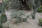 Cylindropuntia imbricata