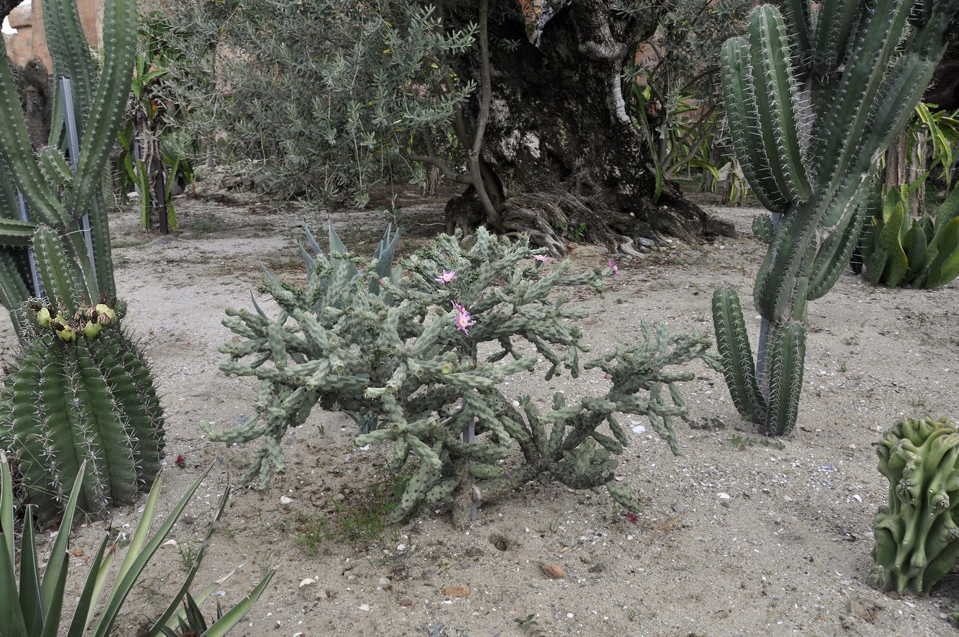 Изображение особи Cylindropuntia imbricata.