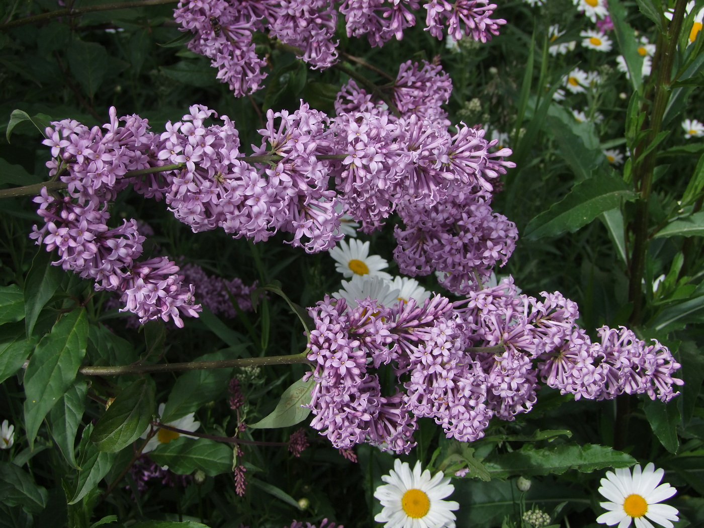 Image of Syringa josikaea specimen.