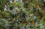 Eriobotrya japonica. Ветви плодоносящего дерева. Грузия, Имеретия, г. Кутаиси, в культуре. 14.06.2023.