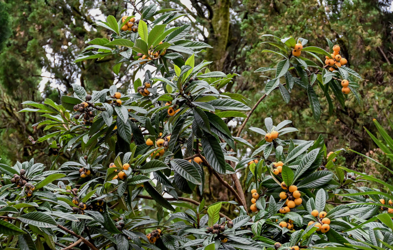 Изображение особи Eriobotrya japonica.