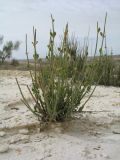 Ephedra distachya