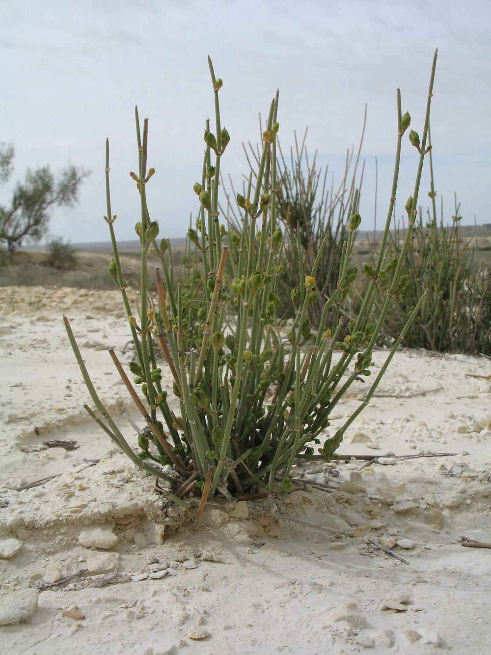 Image of Ephedra distachya specimen.
