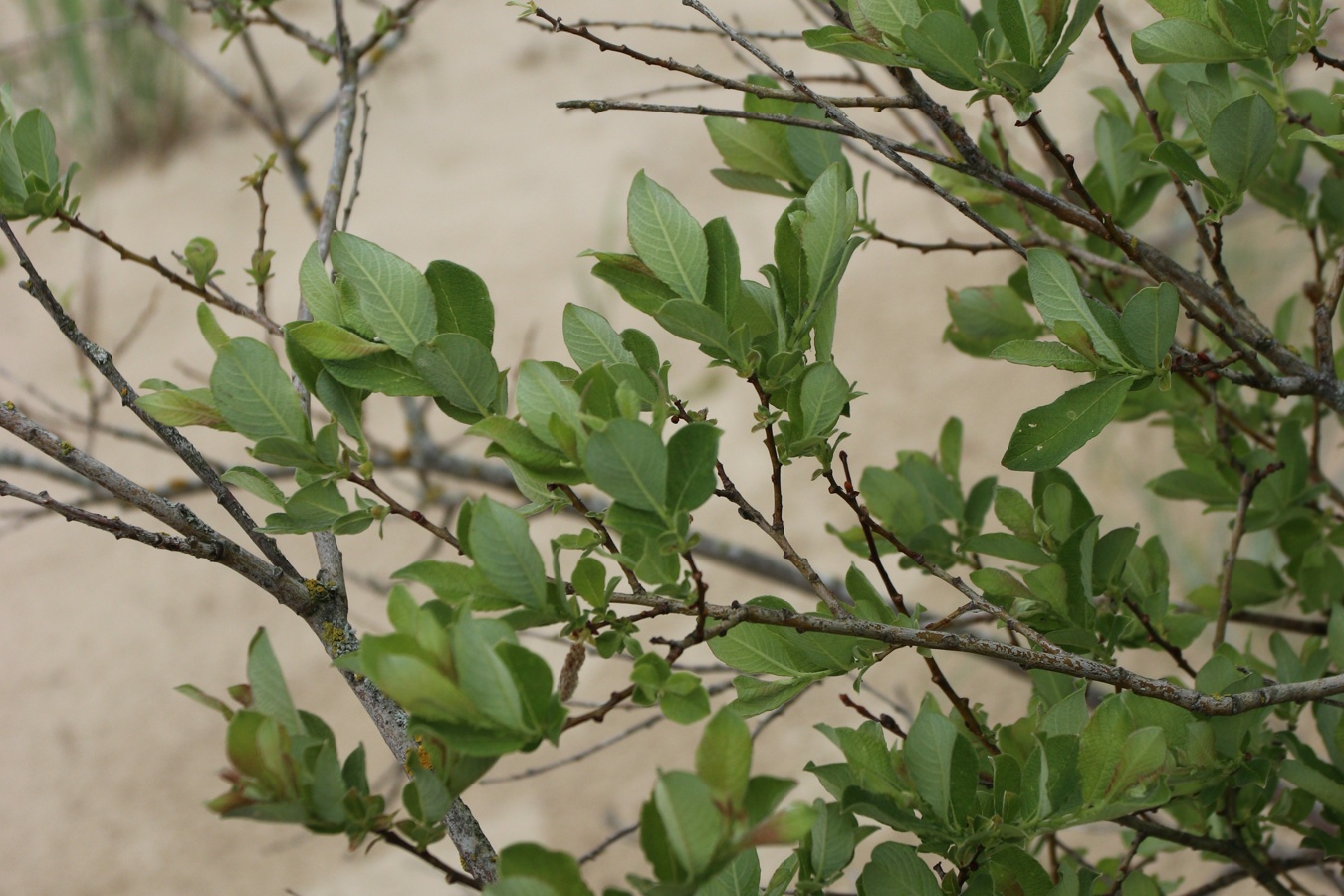 Image of Salix starkeana specimen.