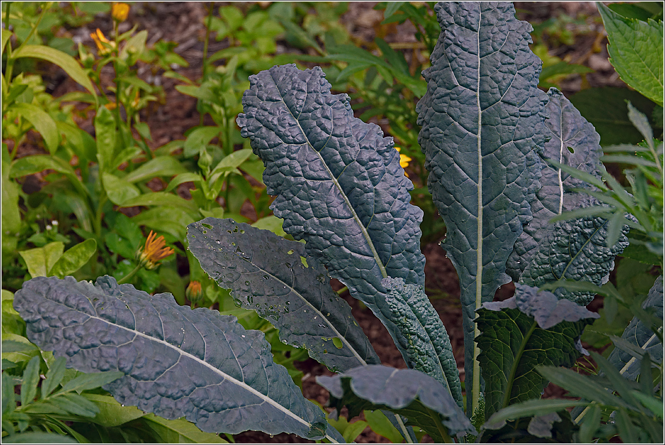 Image of Brassica oleracea specimen.