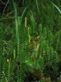 Lycopodium annotinum. Побеги со стробилами. Украина, Закарпатская обл., Раховский р-н, смешанный лес с преобладанием ели. 28 августа 2008 г.