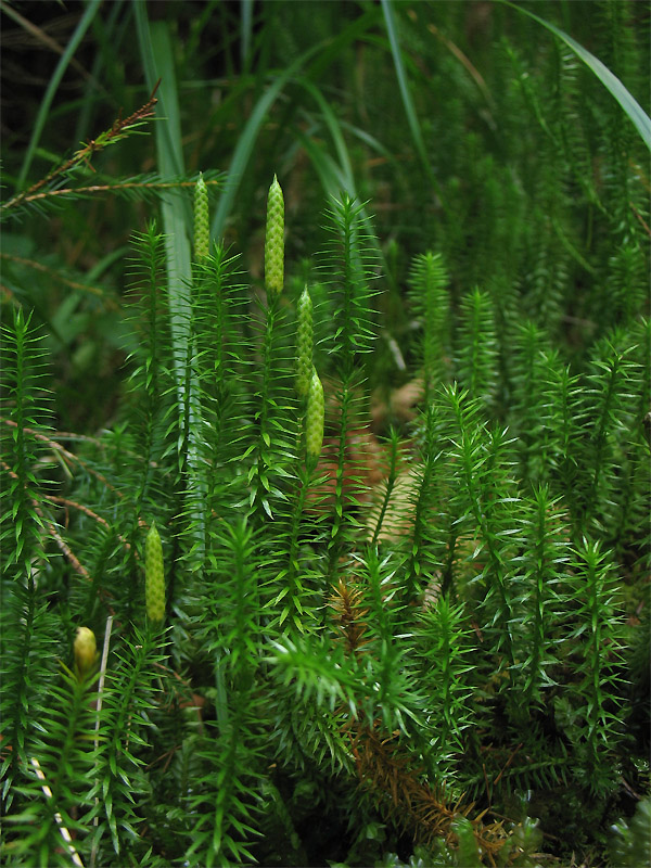 Изображение особи Lycopodium annotinum.