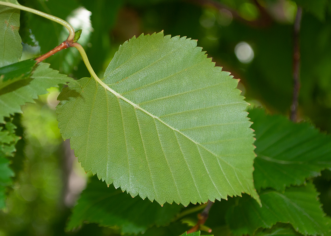Изображение особи Betula ermanii.