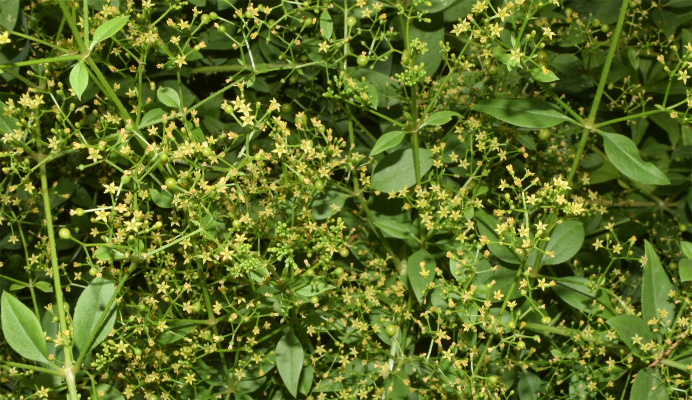 Image of Rubia tinctorum specimen.