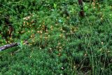 Polytrichum commune. Спороносящие растения в сообществе с Vaccinium vitis-idaea и Poaceae. Вологодская обл., Сокольский р-н, Оларевская гряда, опушка смешанного леса, окраина болота. 13.07.2024.