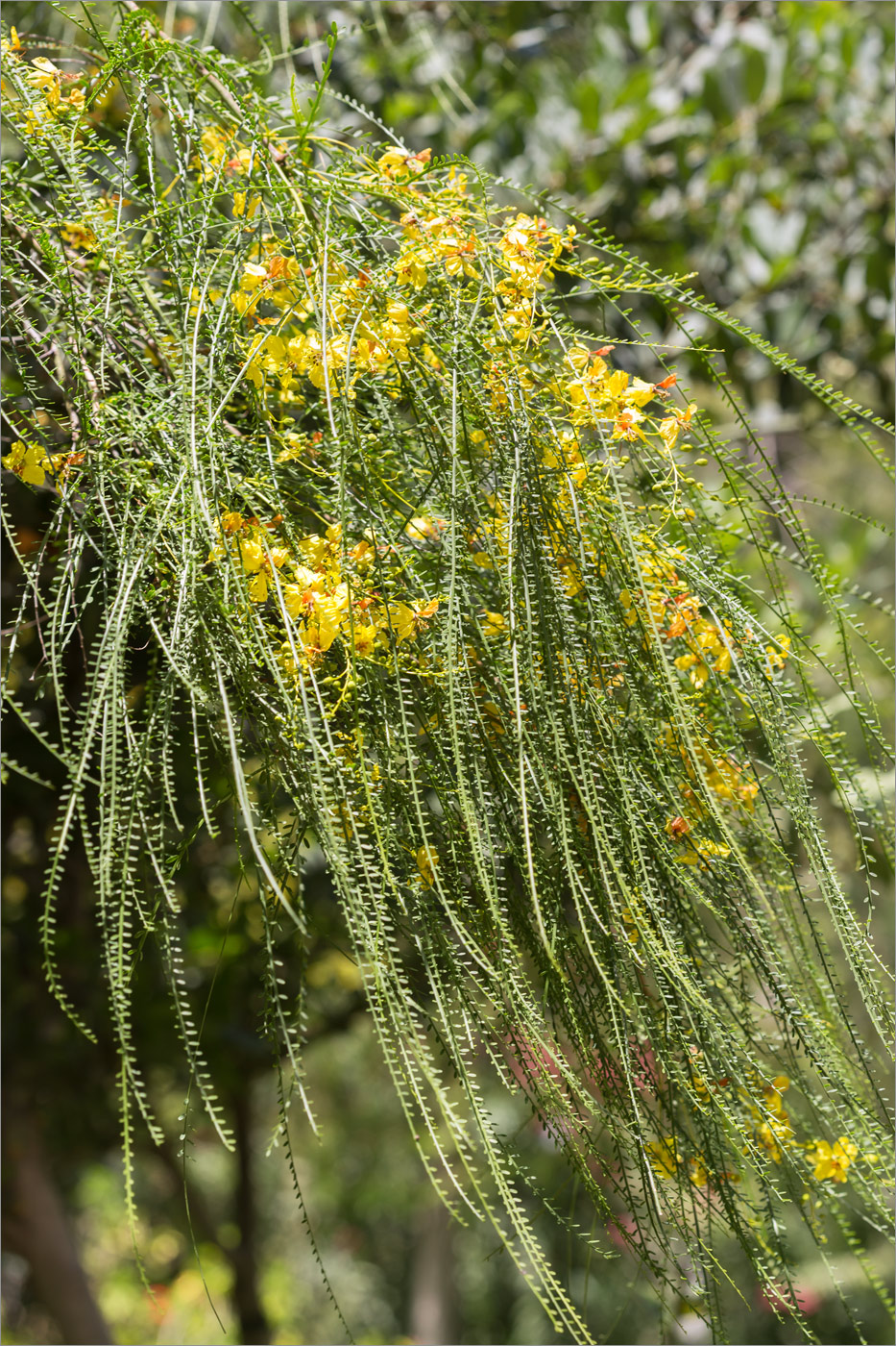 Изображение особи Parkinsonia aculeata.