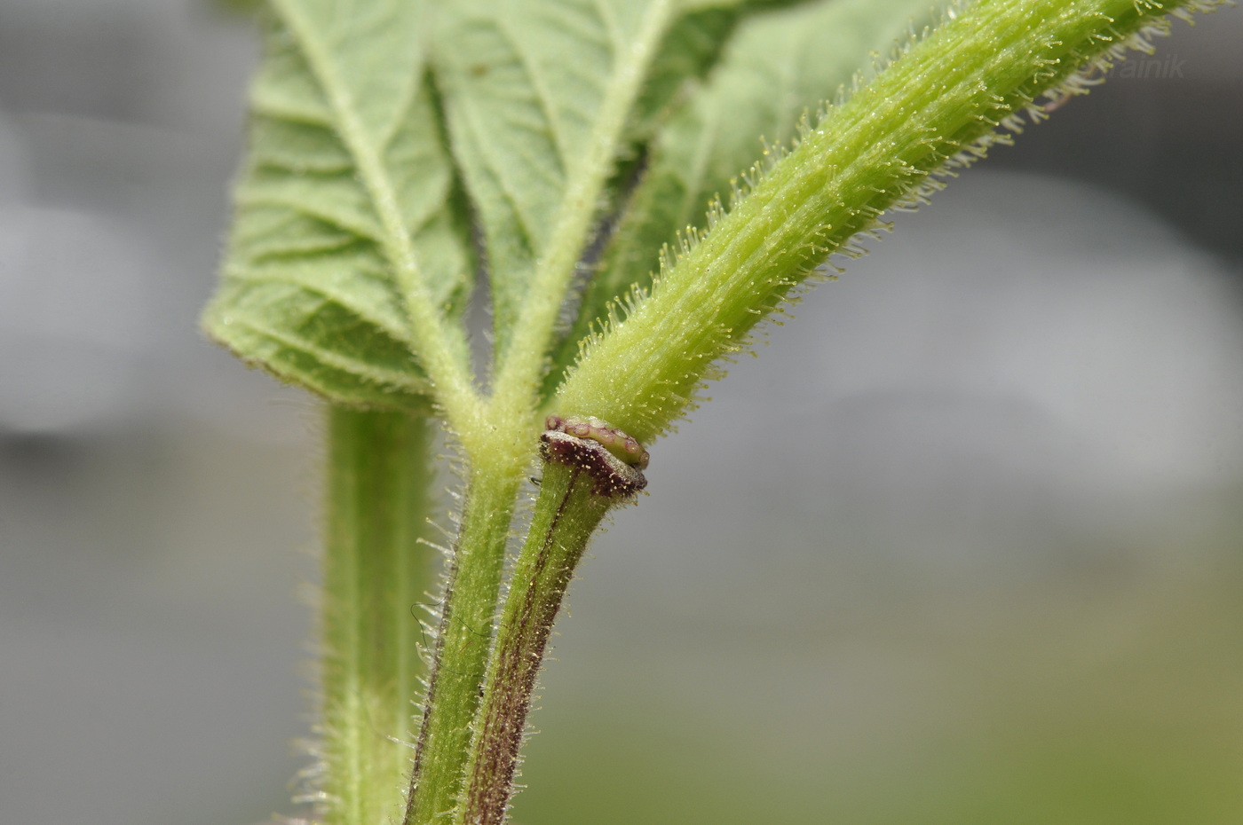 Изображение особи Cleome viscosa.