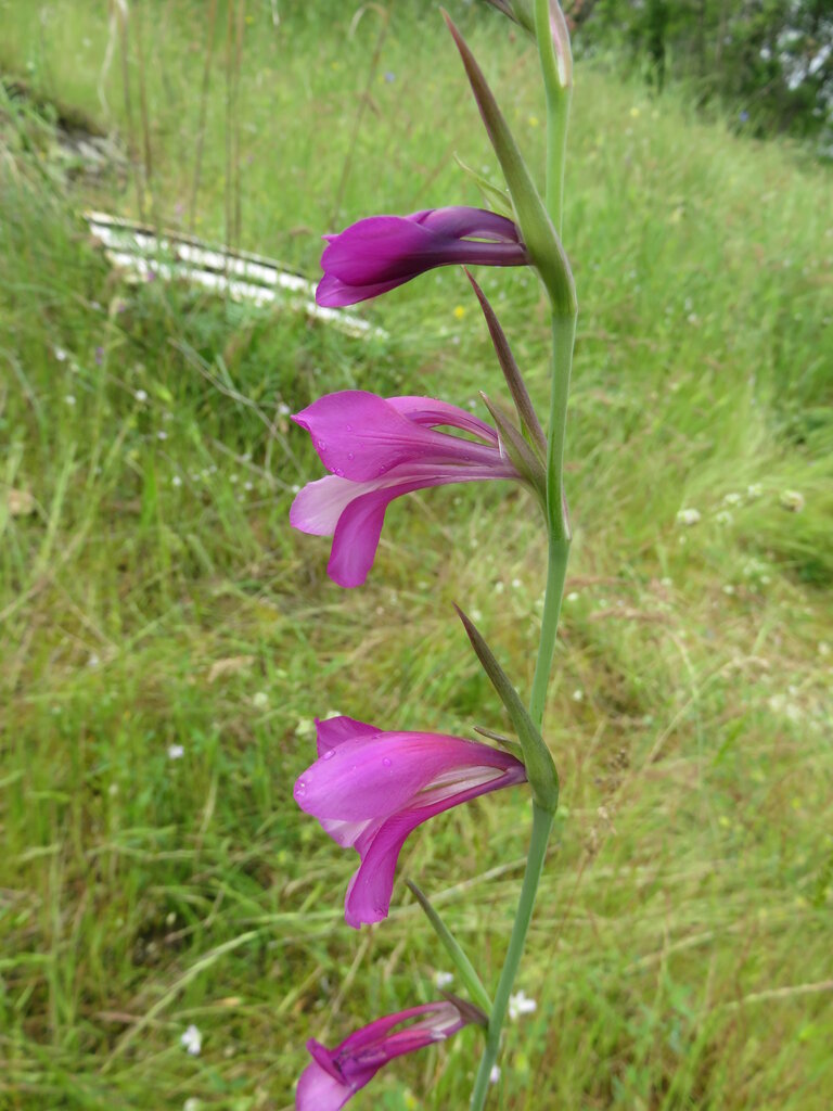 Image of Gladiolus italicus specimen.