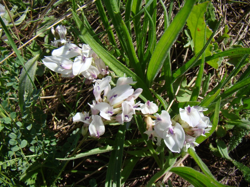 Изображение особи Astragalus polygala.