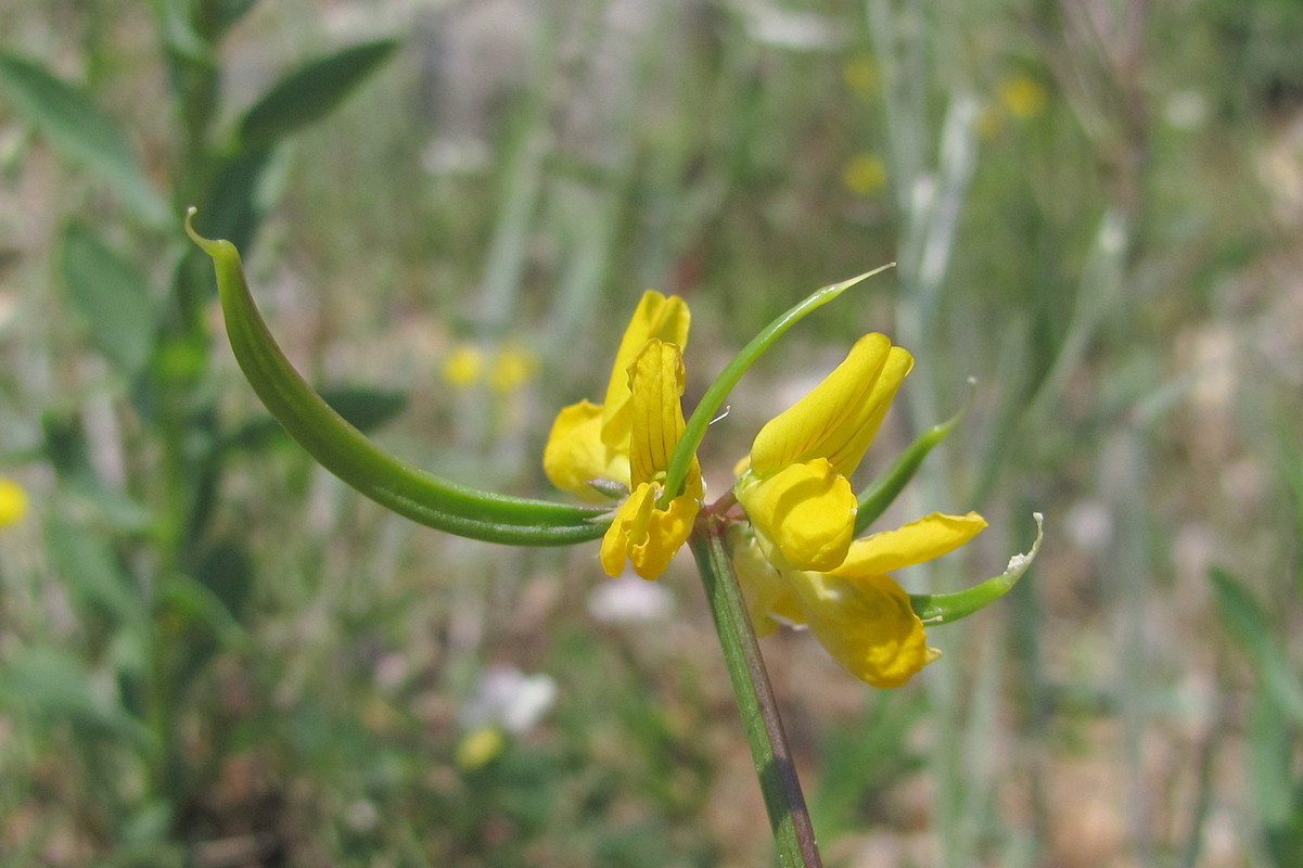 Image of Securigera securidaca specimen.