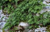 Polypodium cambricum. Спороносящие растения с сообществе с мхами. Краснодарский край, Сочи, Хостинский р-н, ущ. р. Большая Хоста, на скале. 11.03.2025.