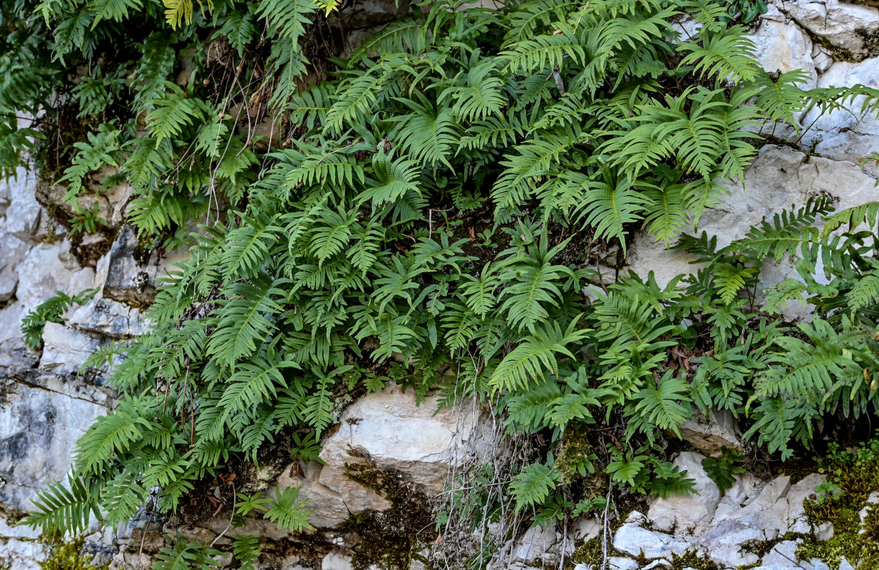 Image of Polypodium cambricum specimen.