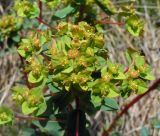 Euphorbia alpina. Соцветие с завязывающимися плодами. Алтай, Шебалинский р-н, окр. с. Камлак. 20.05.2010.