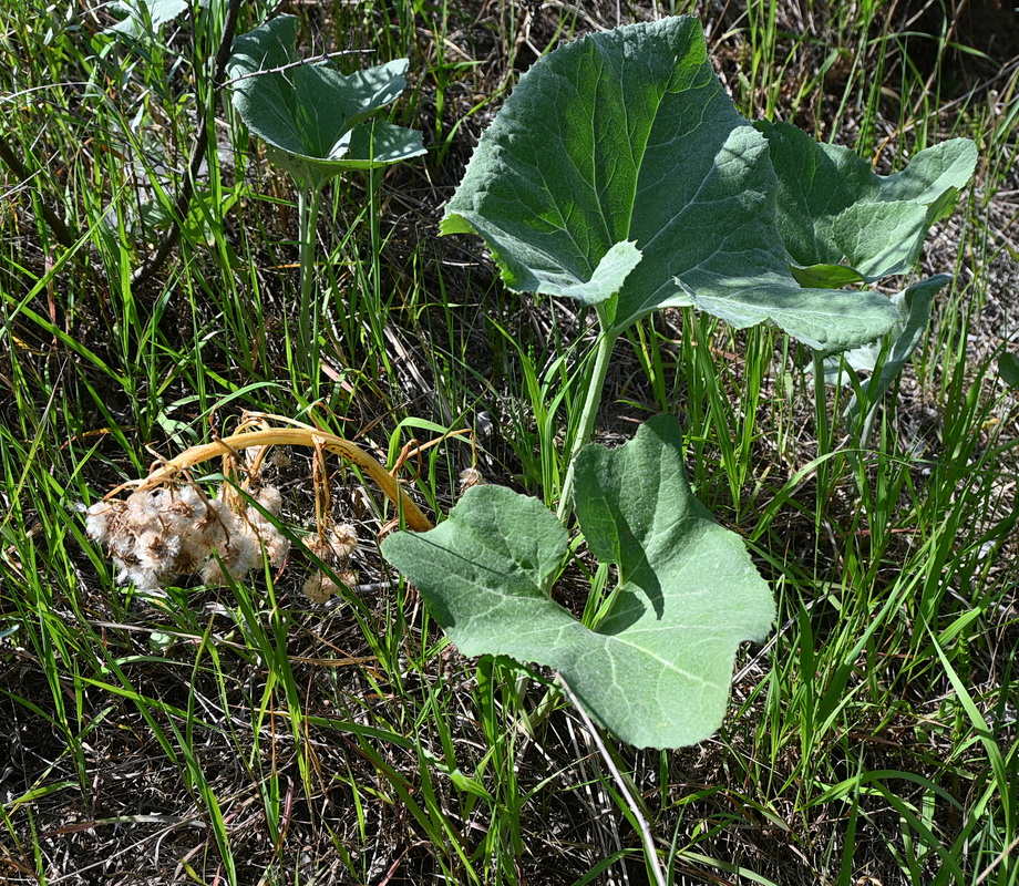 Image of Petasites spurius specimen.