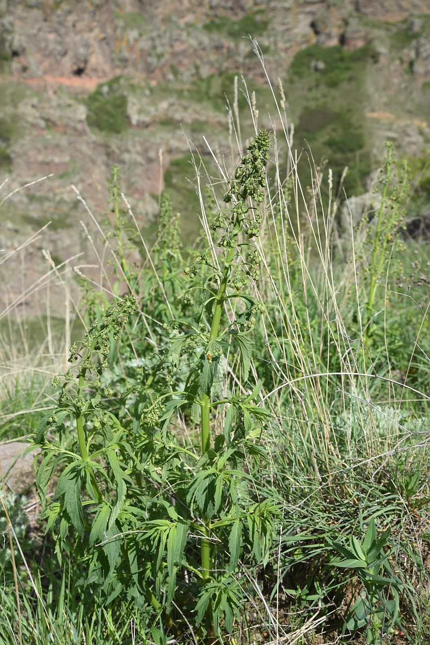 Image of genus Scrophularia specimen.