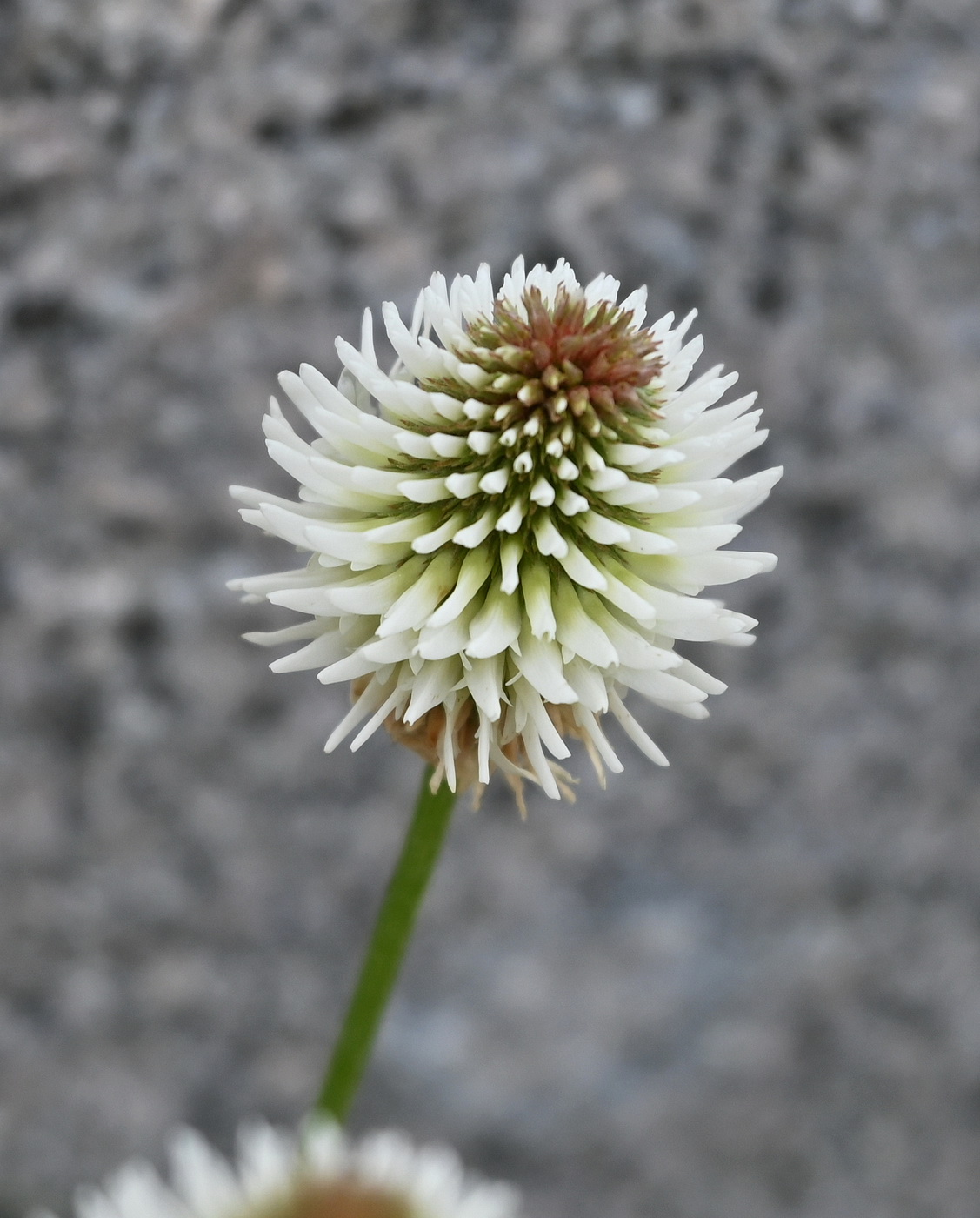 Image of Trifolium montanum specimen.