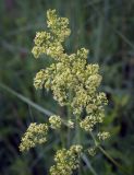 Galium × pomeranicum