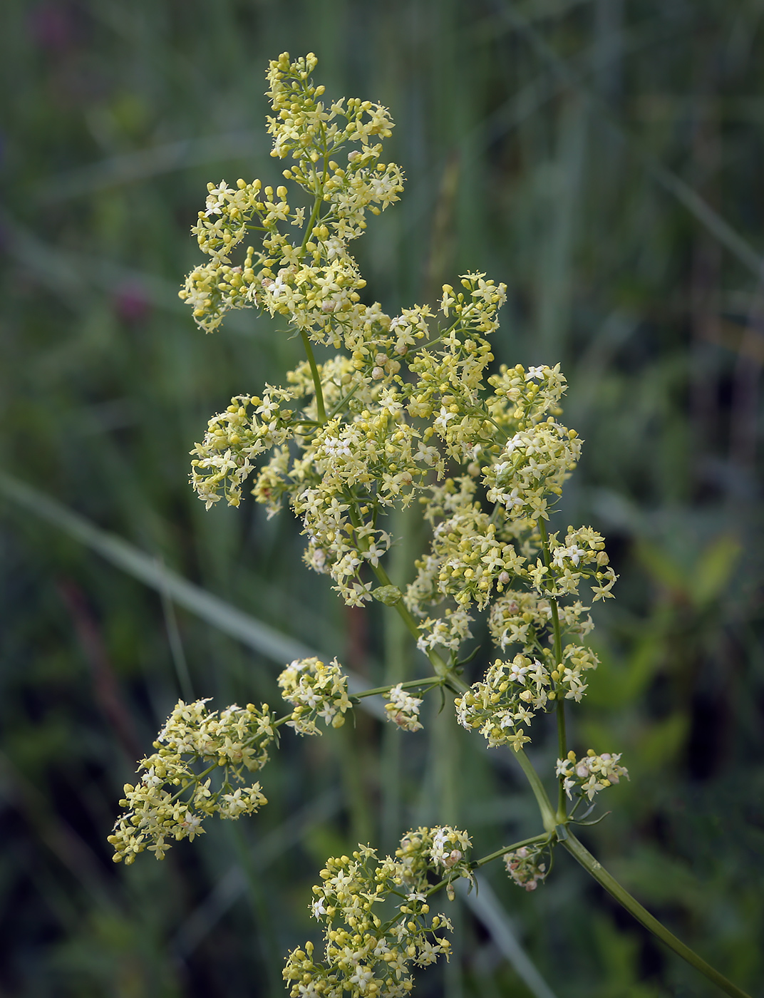 Изображение особи Galium × pomeranicum.