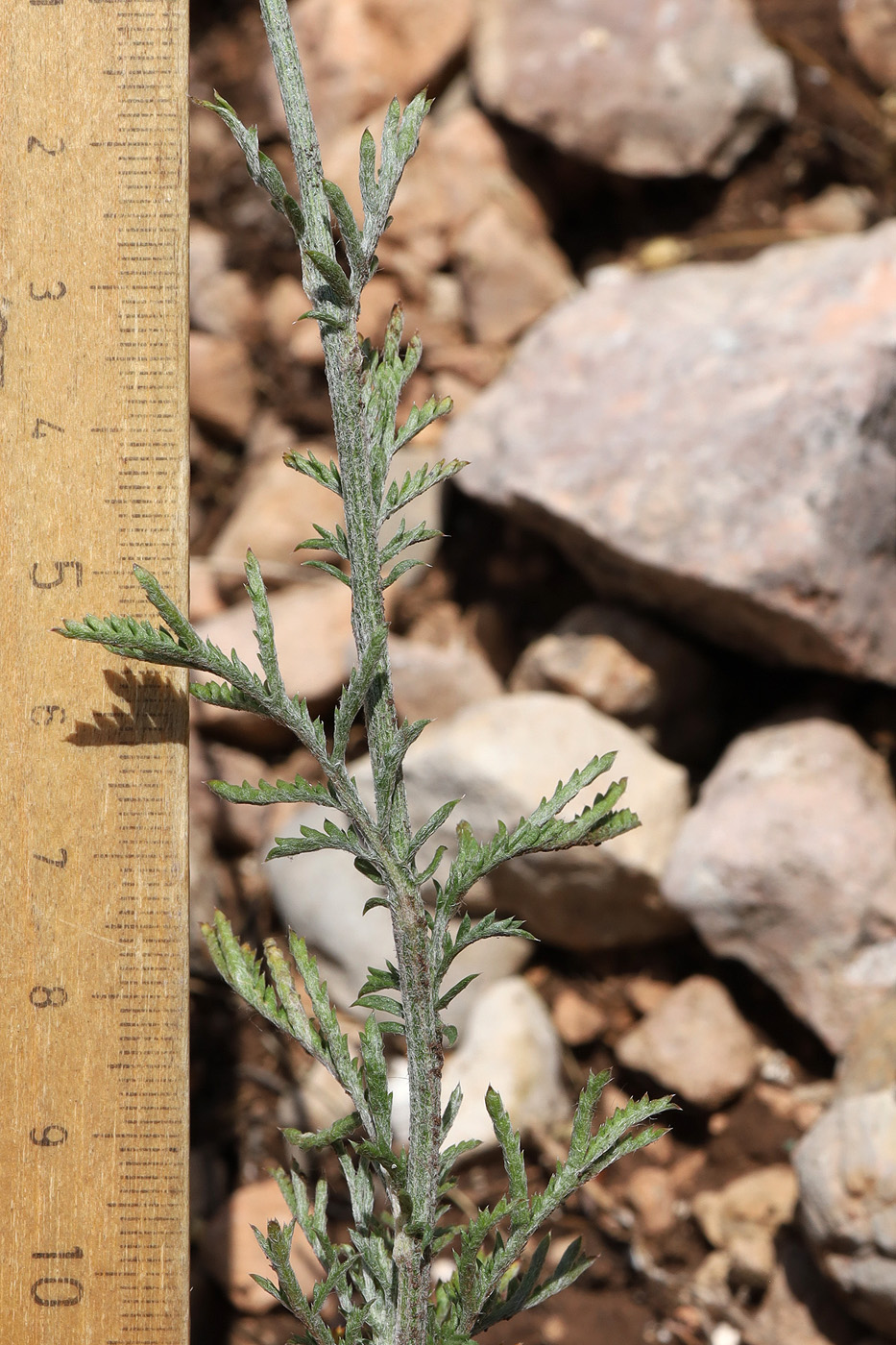 Image of Anthemis jailensis specimen.