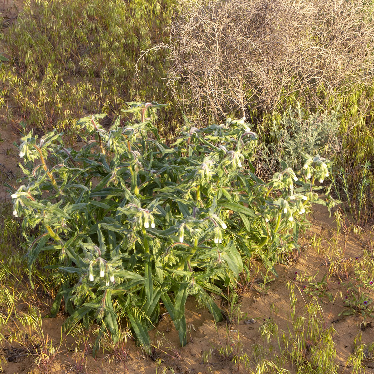 Изображение особи Onosma setosa.
