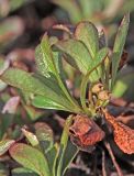Arctous alpina