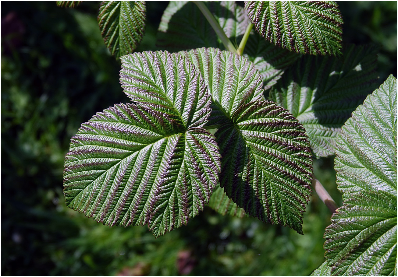 Изображение особи Rubus idaeus.