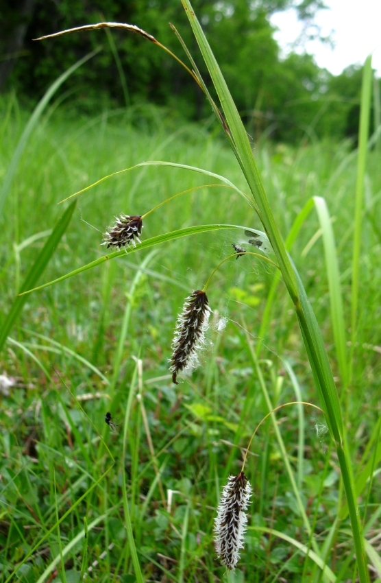 Изображение особи род Carex.