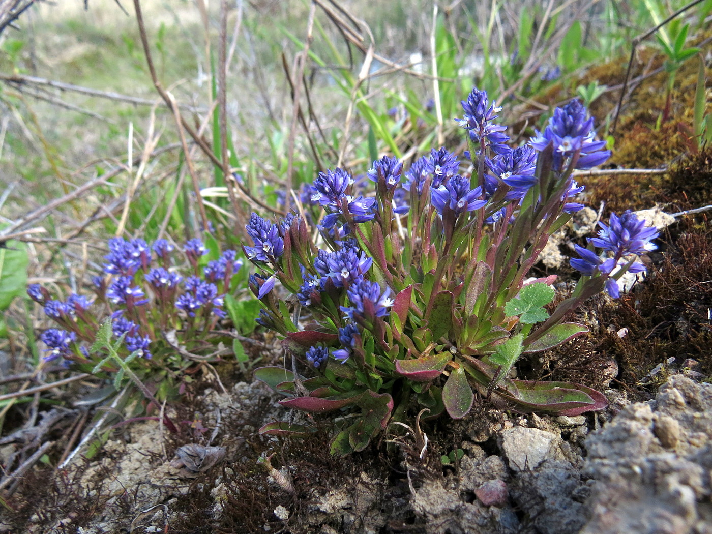 Image of Polygala amarella specimen.