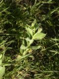 Cardaria draba