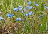 Myosotis asiatica