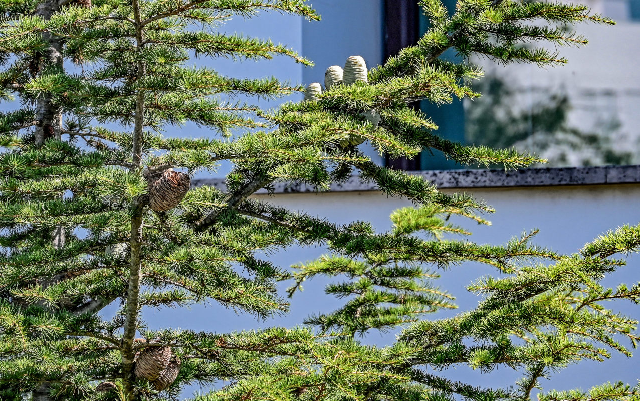 Image of Cedrus deodara specimen.